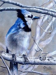 Blue Jay Beauty